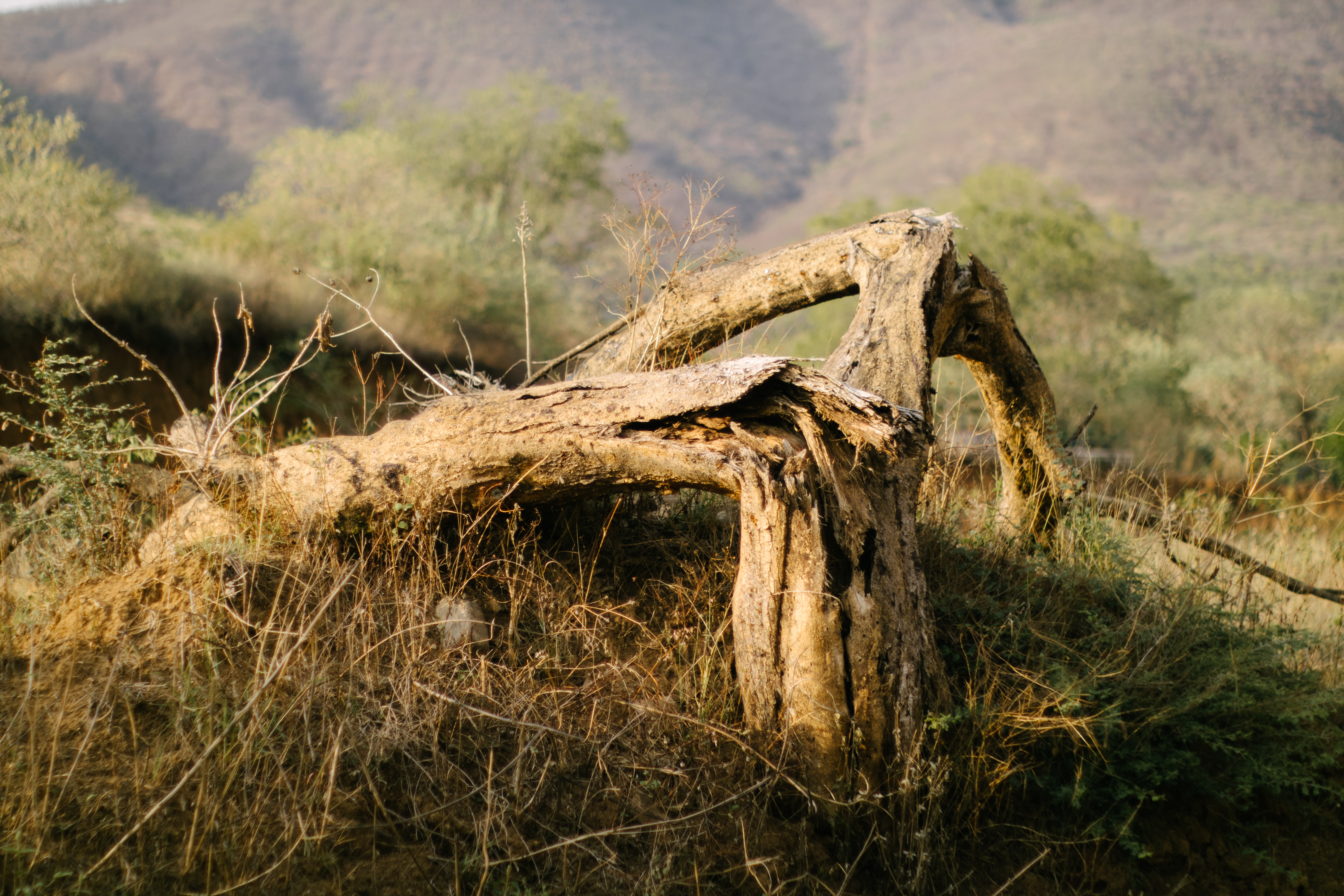 Árbol roto